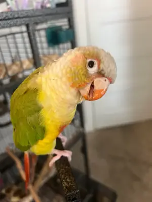 引人注目的锥尾鹦鹉