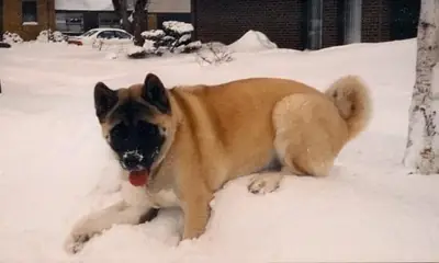 Akita calme mais indépendant