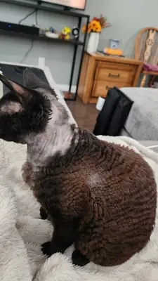 Chat devon rex, caractère spécial