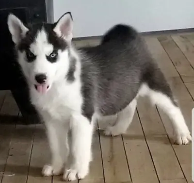 西伯利亚哈士奇幼犬可供