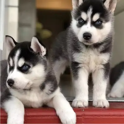 免费西伯利亚哈士奇幼犬可供领养