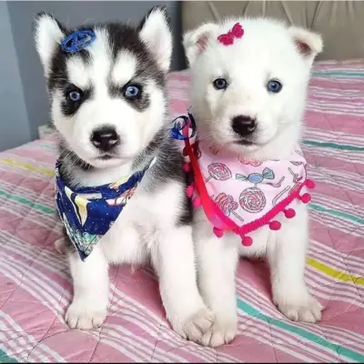 Regalo Cachorros de Husky Siberiano bonita