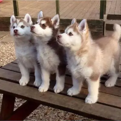 Regalo Cachorros de Husky Siberiano disponibles para adopción