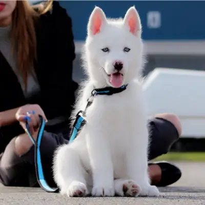 Regalo Cachorros de Husky Siberian