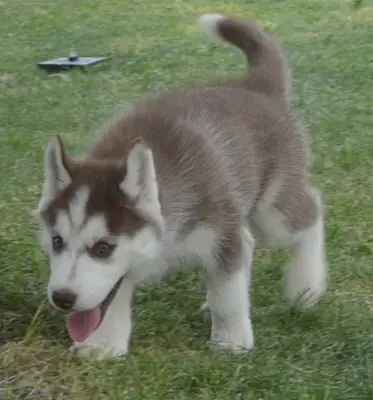 Cachorros de Husky Siberiano disponibles bonito