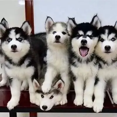 Adorable Cachorros de Husky Siberiano disponibles