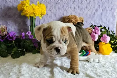 Cachorros de Bulldog inglés