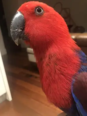 平静而专注的折衷鹦鹉