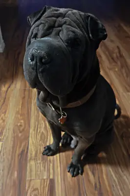 Shar pei tranquille en intérieur