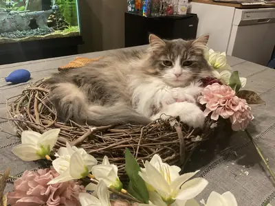 Chat qui vit un peu dans son monde