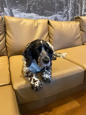 Cocker Spaniel, no podemos seguir como antes.