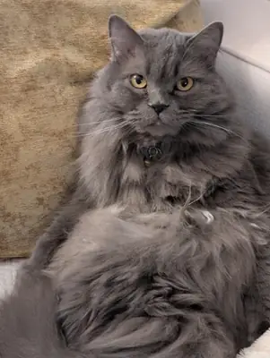 gato tranquilo sin complicaciones