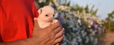 迷你母 Chihuahua