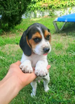 Beagle linea Inglesa