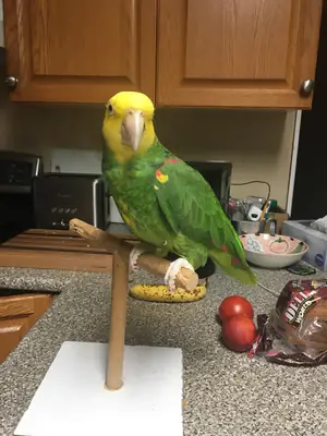 loro amazona, no es silencioso pero tampoco exagerado