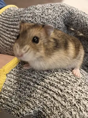 Russian Hamster