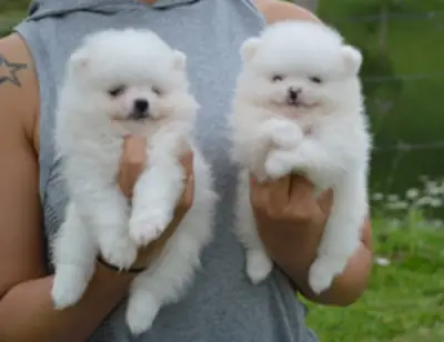 Dos cachorros Pomerania sanos buscan una nueva familia