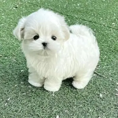 🐾 Female Maltese Puppy