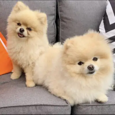 Pomeranian Puppies