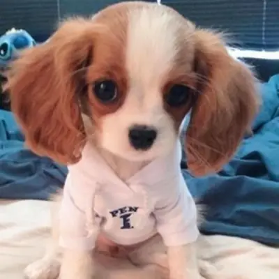 Mini Cavalier King Charles Spaniel Puppies