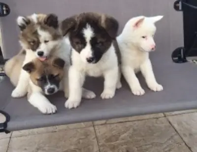 秋田犬幼犬