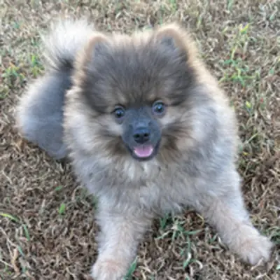 Précieux chiot Pomeranian Sable Foncé – Très Joueur