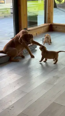 🐾 Красивые щенки французского мастифа ищут любящие дома 🐾