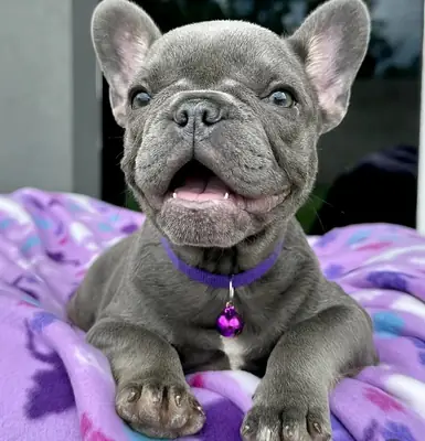 🐾 Красивые щенки французского бульдога ищут любящие дома 🐾