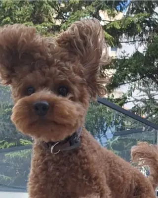 Toy poodle ready to bring fun