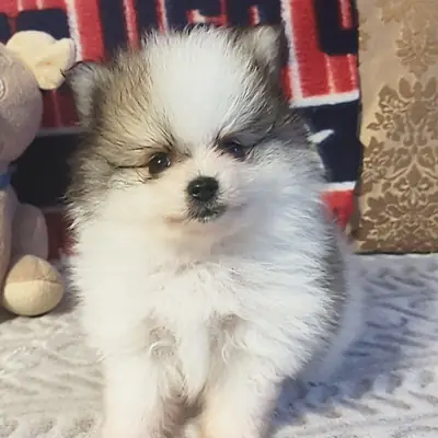 Exclusivo Cachorro Pomerania Parti-Color Blanco y Gris
