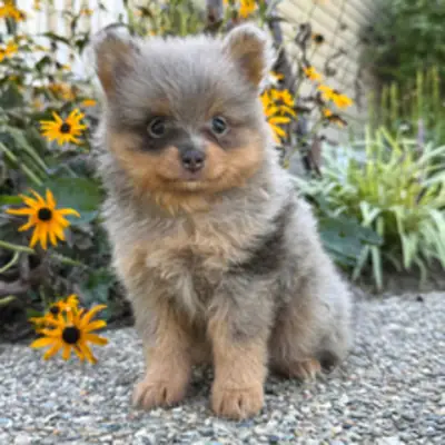 Precioso Pomerania Miniatura Blue Merle y Tan