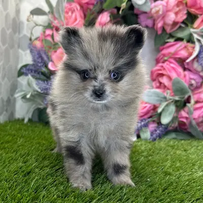 Chiot Pomeranian Blue Merle Exclusif – Ultra Éponge