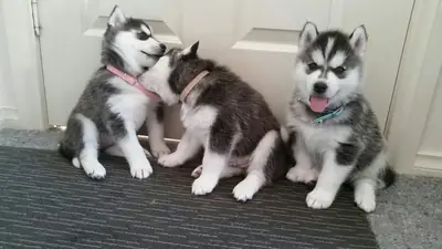 Chiots de Husky Sibérien de race pure enregistrés.