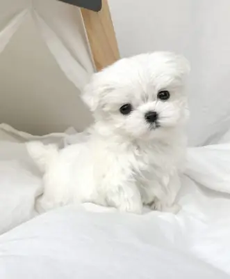 Cachorros malteses con caritas preciosas