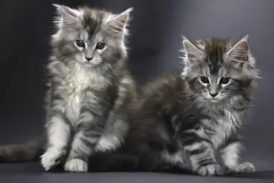 Прекрасные котята Мейн-кун.