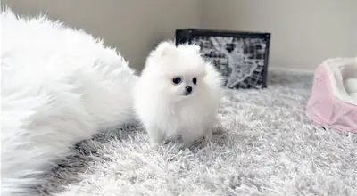 Juguetones cachorros de Pomerania disponibles para familias amorosas