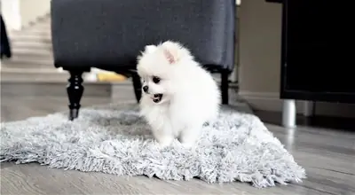  Encantadores cachorros de Pomerania: machos y hembras