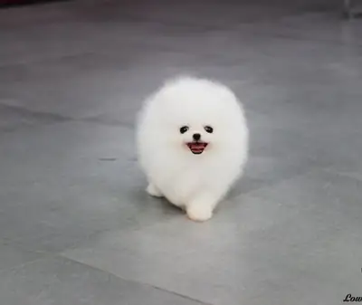  Lindos cachorros de Pomerania: encuentre a su nuevo compañero