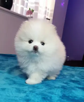  Cachorros de Pomerania buscan hogares amorosos y definitivos