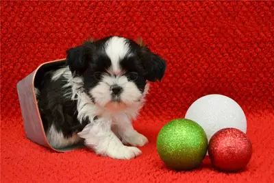 可爱的西施犬幼犬寻找充满爱的家