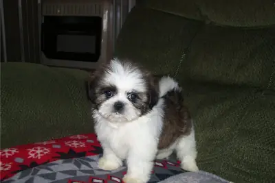 可爱的西施犬幼犬，雄性和雌性，现已提供