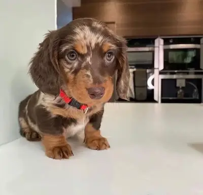 Tatlı Dachshund Yavrusu Sevgi Dolu Bir Aile Arıyor 655867132