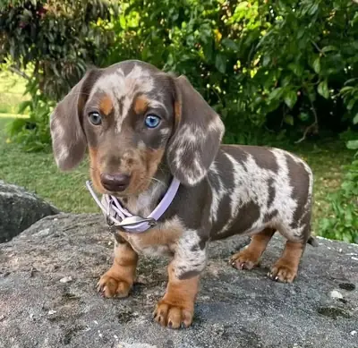 Adorable Cachorro Dachshund Esperando una Familia Responsable 655867132