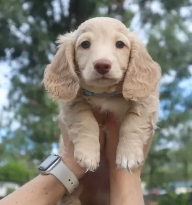 Precioso Cachorro Teckel Disponible para una Familia Especial 655867132