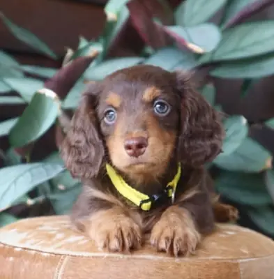 Aileye Katılmaya Hazır Sevimli Dachshund Yavrusu 655867132
