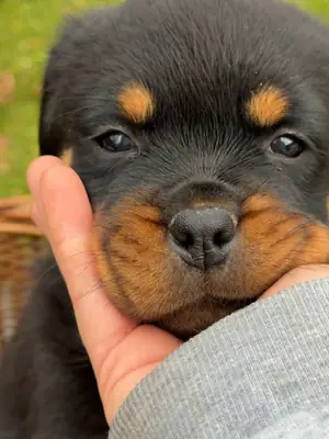 Cachorros Rottweiler especiales