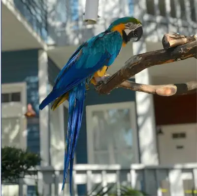 Una pareja de guacamayos azules y dorados