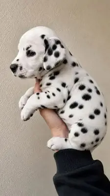 Chiots dalmatiens adorables