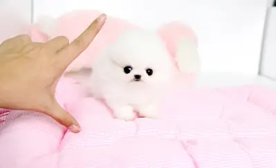 Chiots Poméranien (Race pure)