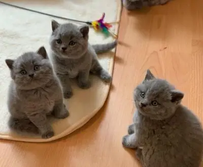 British Shorthair kittens are looking for a new home.